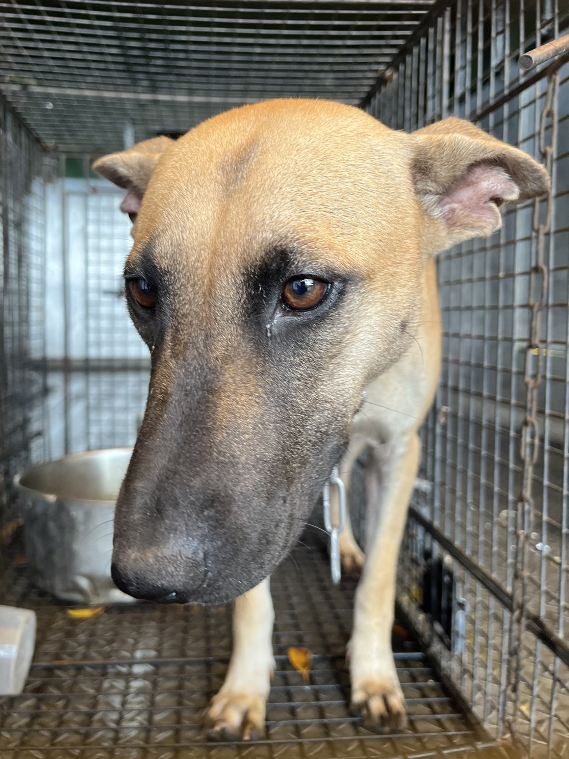 Photo of No. GAAAG1150902002, Adult · Female · Medium · Mixed breed