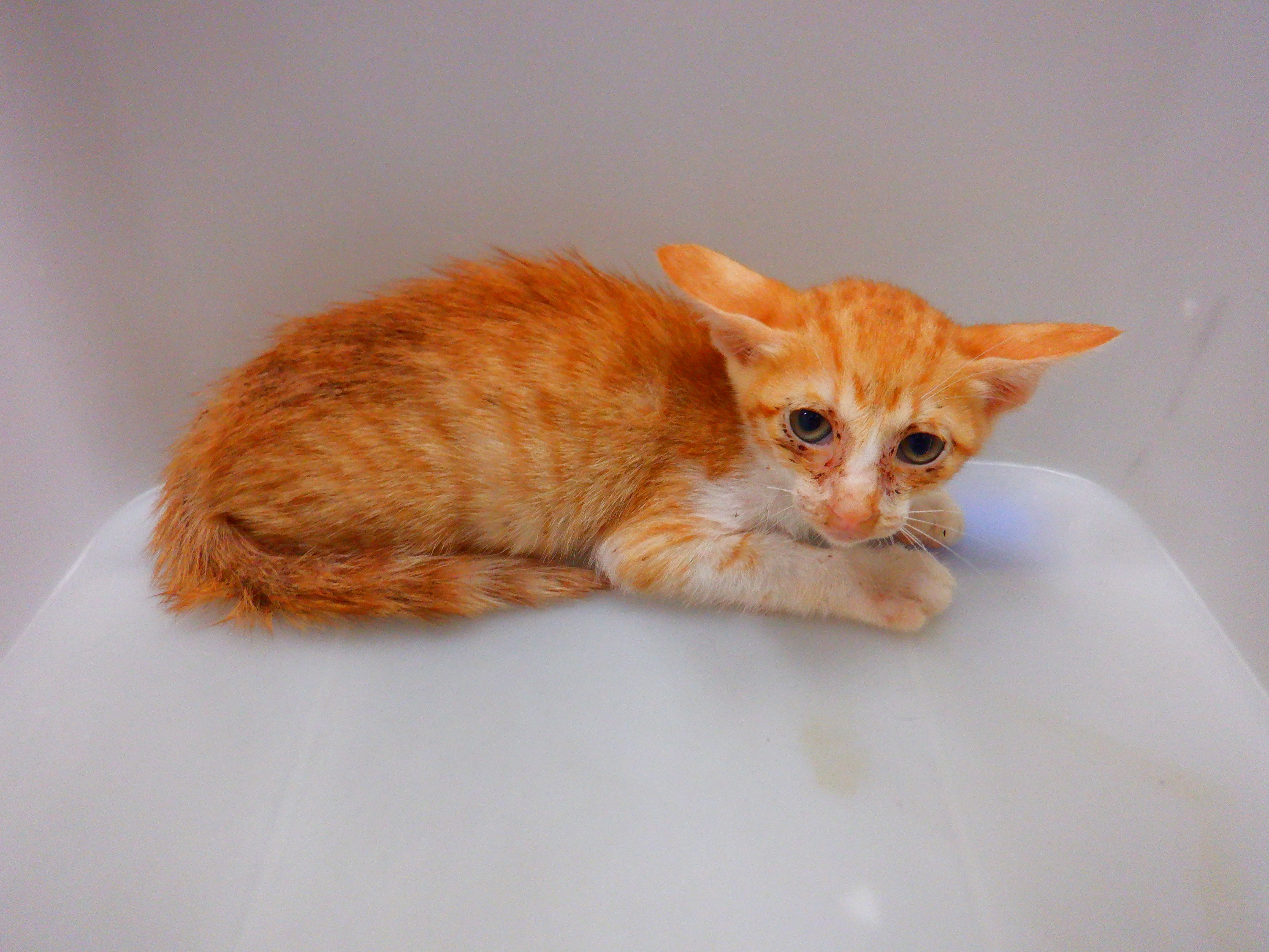 Photo of No. HAAAG1150902C3, Young · Female · Small · Mixed breed