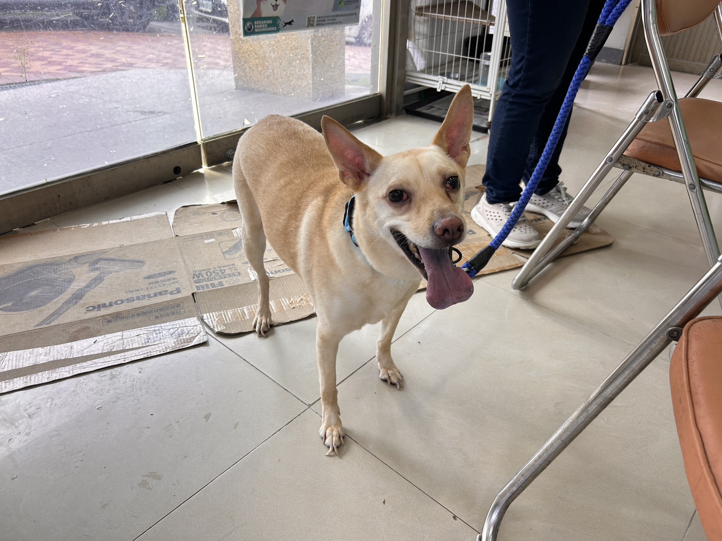 Photo of No. LAAAG1150902W8, Adult · Male · Small · Mixed breed