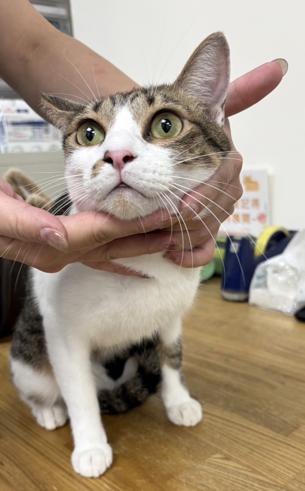 Tabby-and-white adult male mixed-breed cat, Medium, shelter no. …2001
