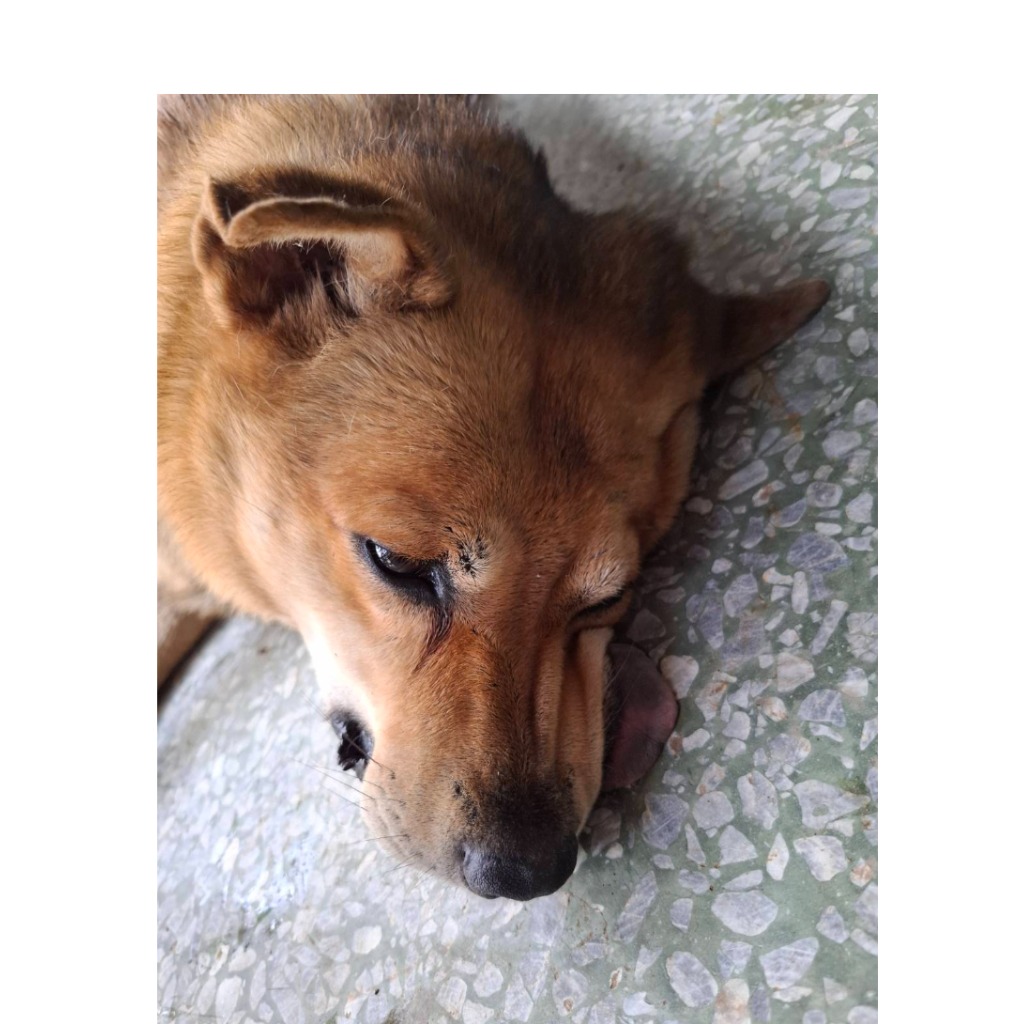 Photo of No. S150902-02, Adult · Male · Large · Mixed breed