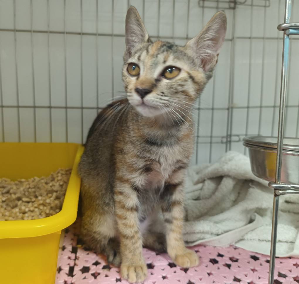 Photo of No. AAADG2026090207, Young · Female · Small · Mixed breed