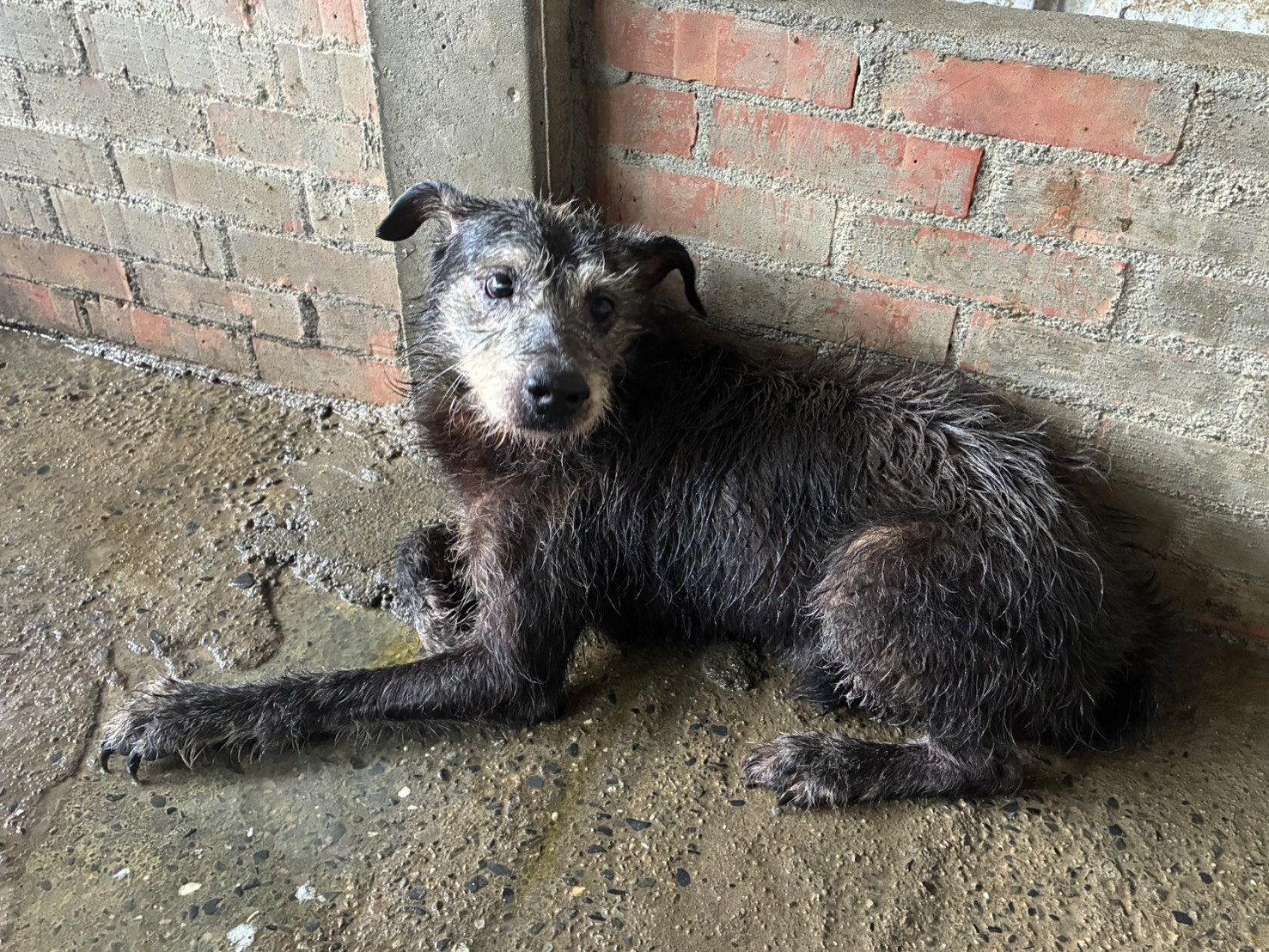 Photo of No. GAAAG1150903005, Adult · Male · Medium · Mixed breed
