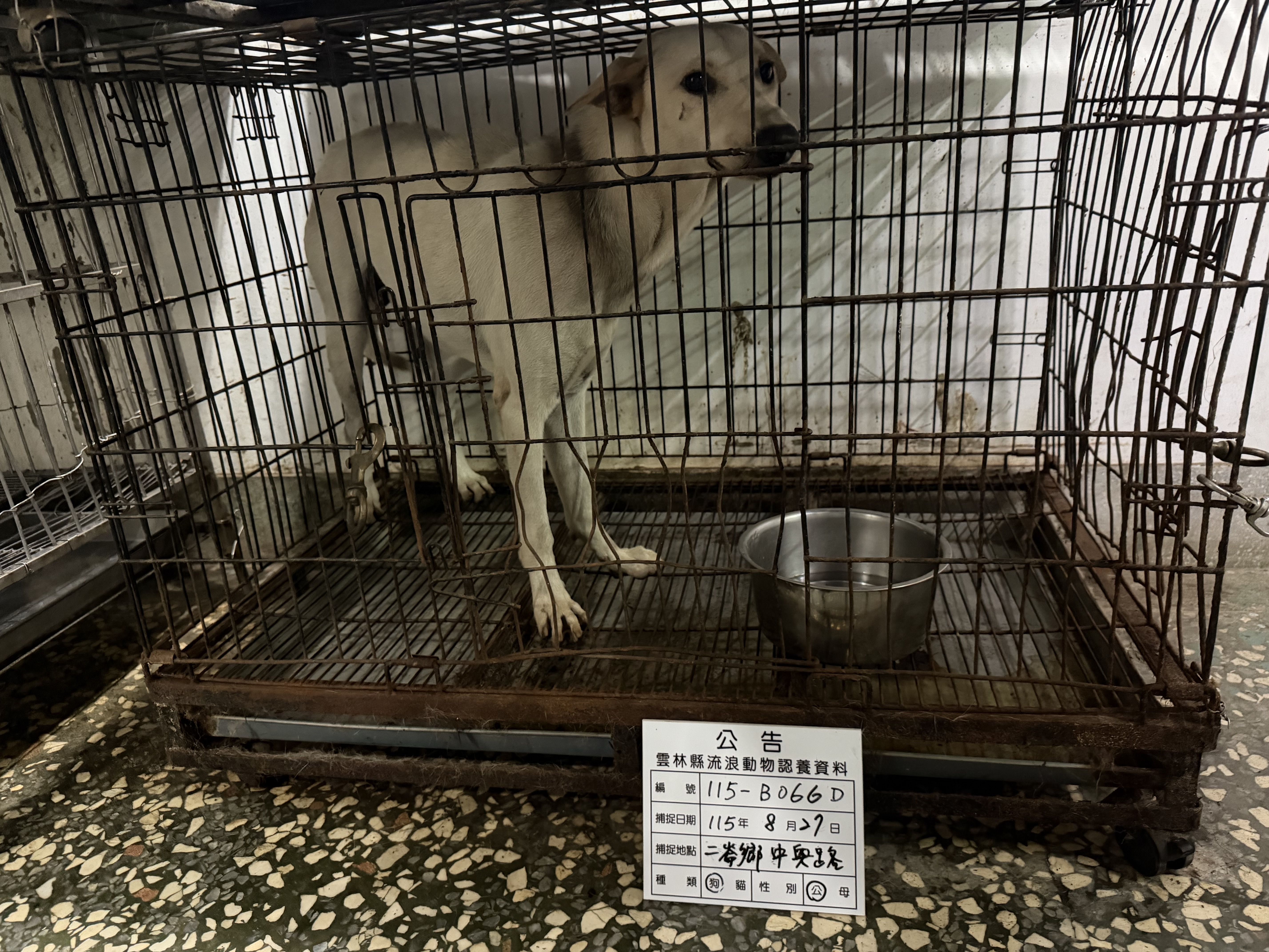 Photo of No. 115-B066D, Adult · Male · Large · Mixed breed