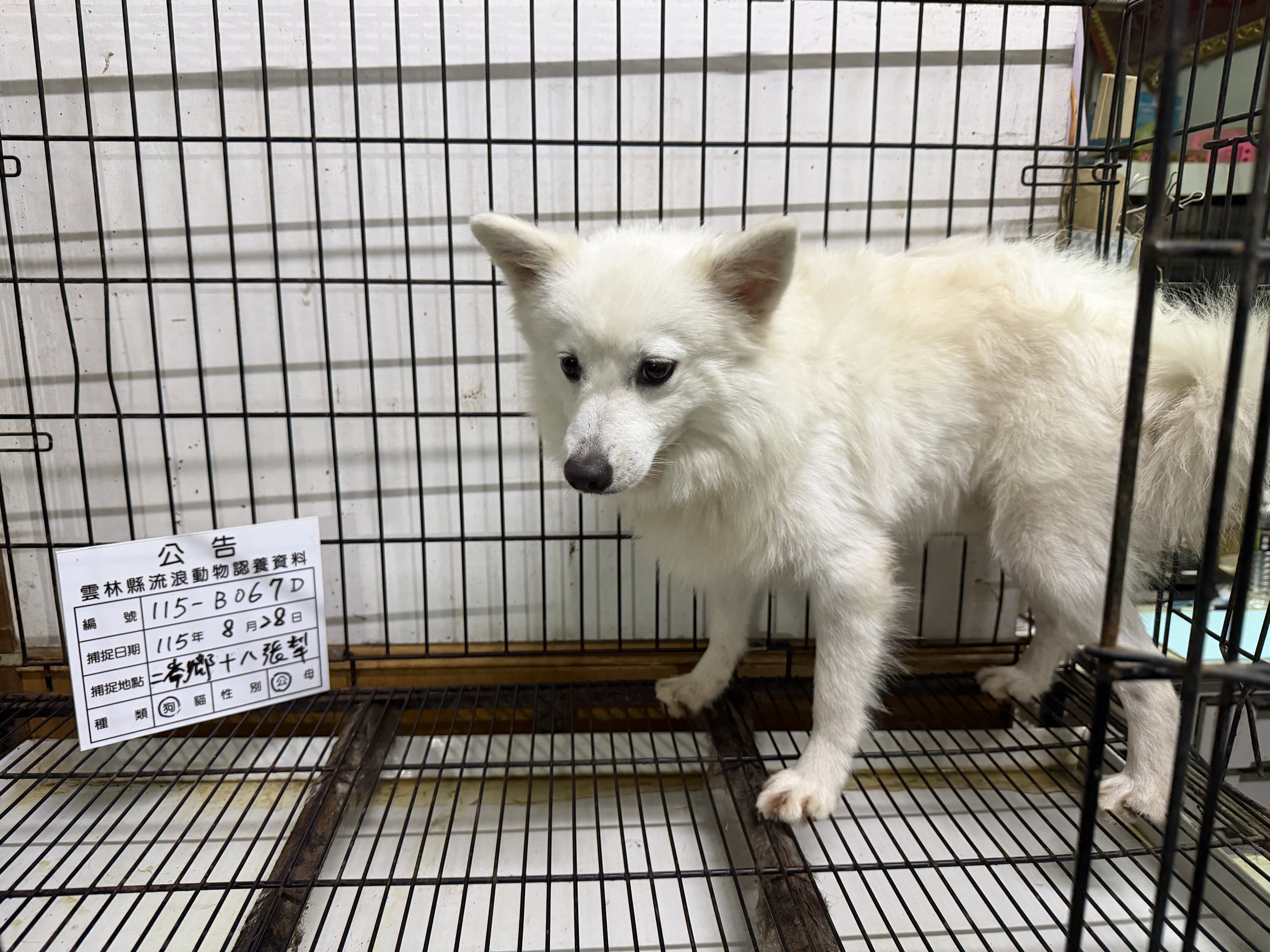 Photo of No. 115-B067D, Adult · Male · Medium · Japanese Spitz