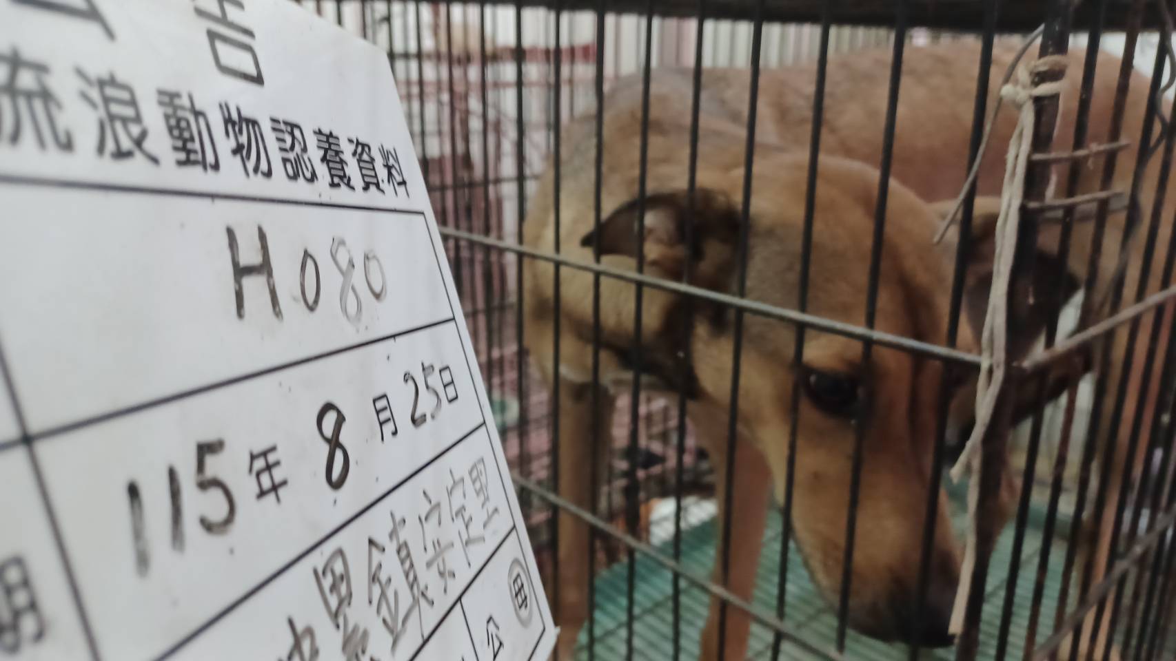 Photo of No. 115-H080D, Adult · Female · Large · Mixed breed