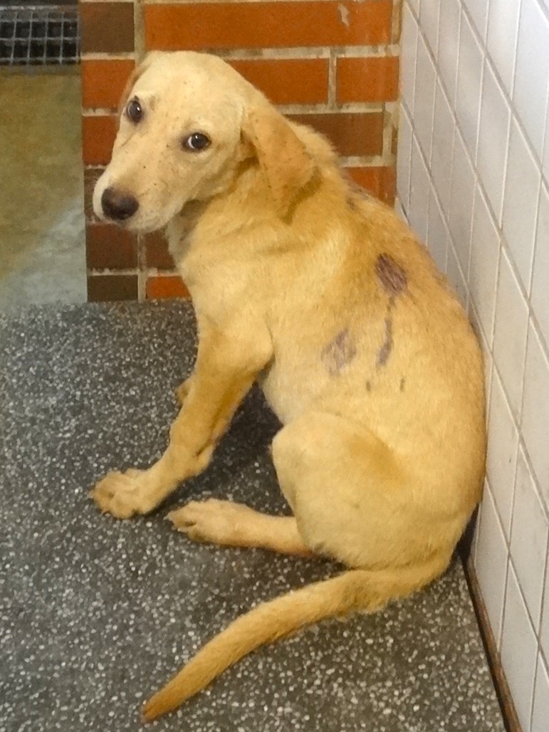 Tan adult female mixed-breed dog, Medium, shelter no. …1466