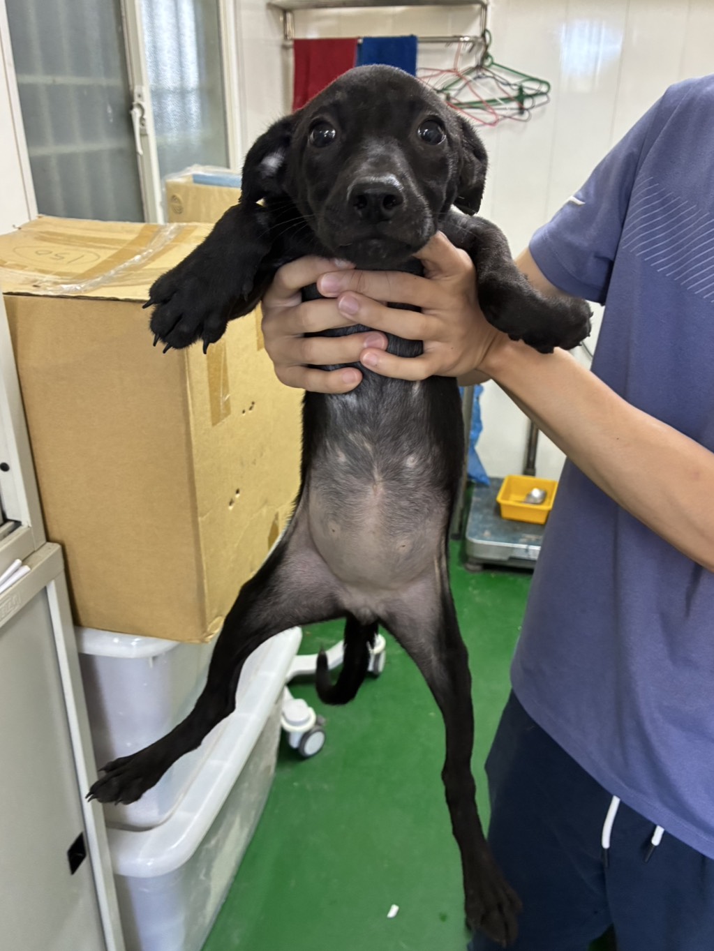 Photo of No. GAAAG1150715009, Young · Female · Small · Mixed breed