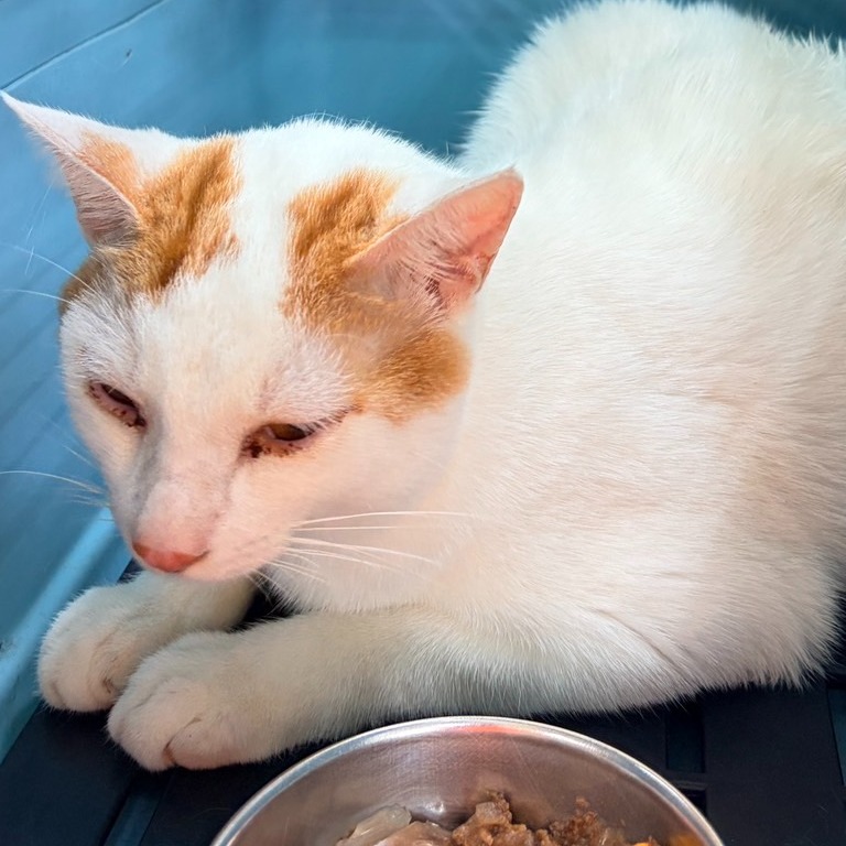 Photo of No. QAAAG1150905002, Adult · Medium · Mixed breed
