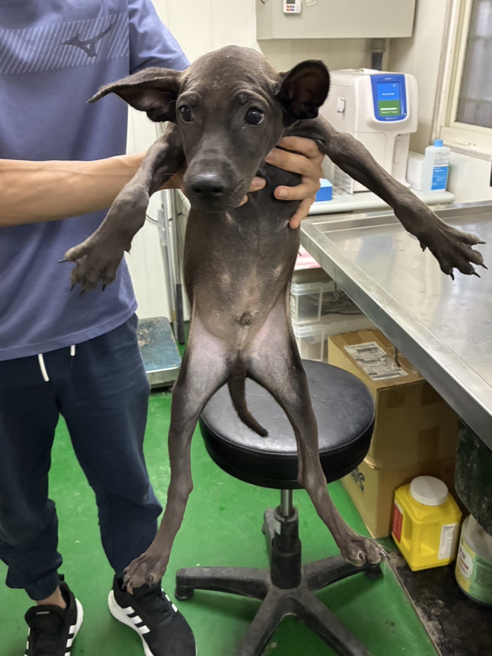 Photo of No. GAAAG1150905005, Young · Male · Small · Mixed breed