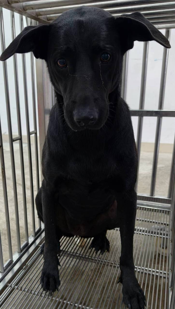 Photo of No. OAAAG1150905002, Adult · Female · Medium · Mixed breed