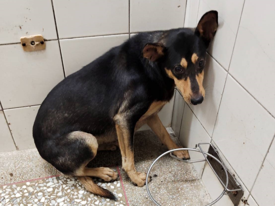Photo of No. LAAAG1150417A25, Adult · Female · Large · Mixed breed