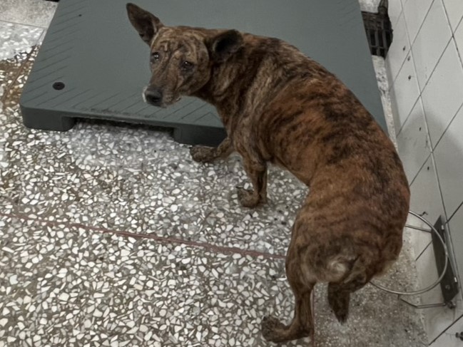 Photo of No. LAAAG1150319A25-2, Adult · Female · Large · Mixed breed