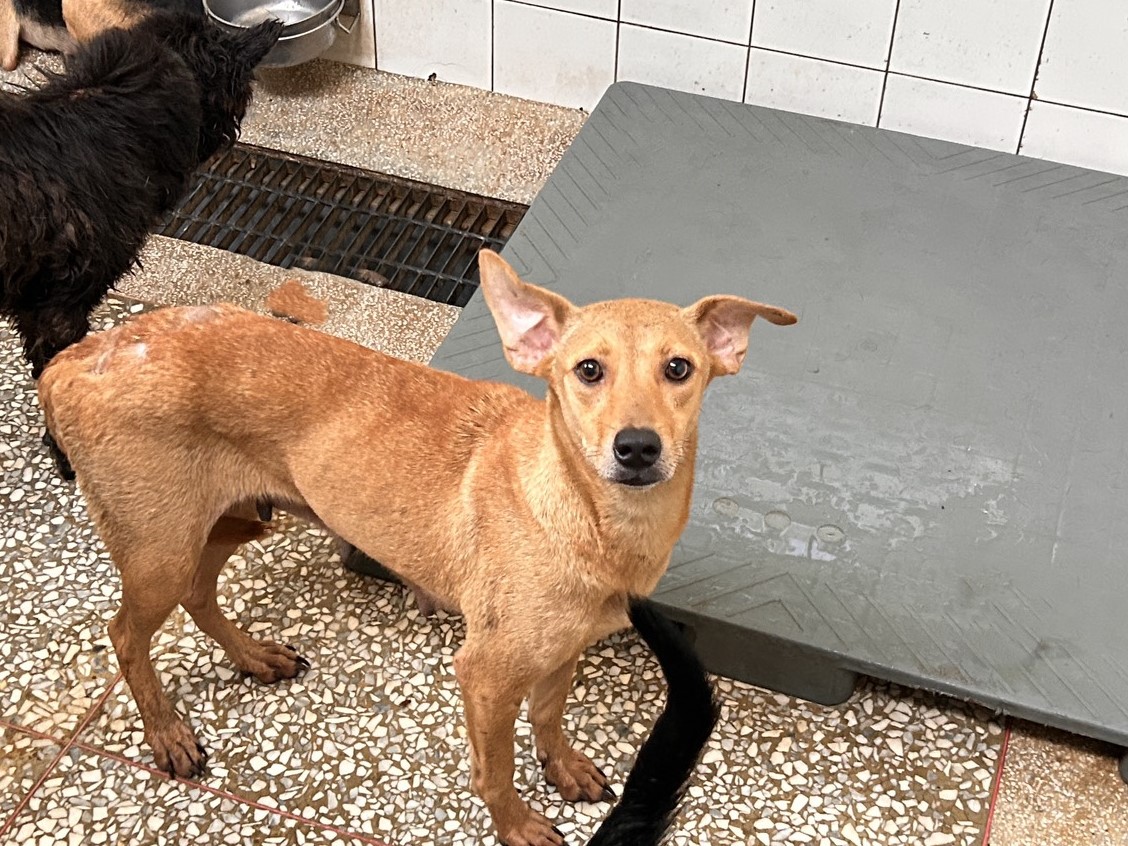 Photo of No. LAAAG1150522A25-1, Adult · Female · Large · Mixed breed