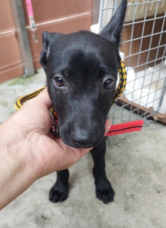 Black young female mixed-breed dog, Medium, shelter no. …7001