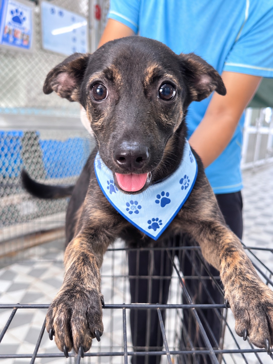 Photo of No. EAAAG1150907002, Young · Female · Medium · Mixed breed