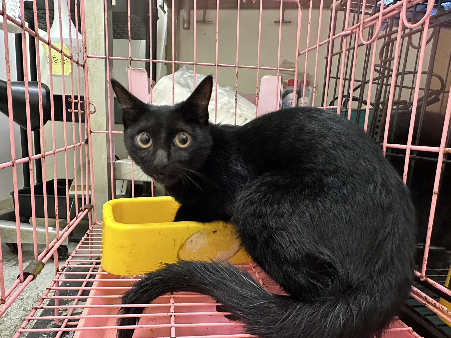 Photo of No. VAAAG115090701, Adult · Female · Medium · Mixed breed