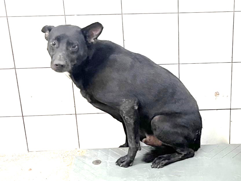 Photo of No. LAAAG1150602A24-1, Adult · Male · Large · Mixed breed