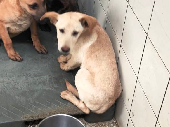 Photo of No. LAAAG1150225A11, Adult · Male · Large · Mixed breed