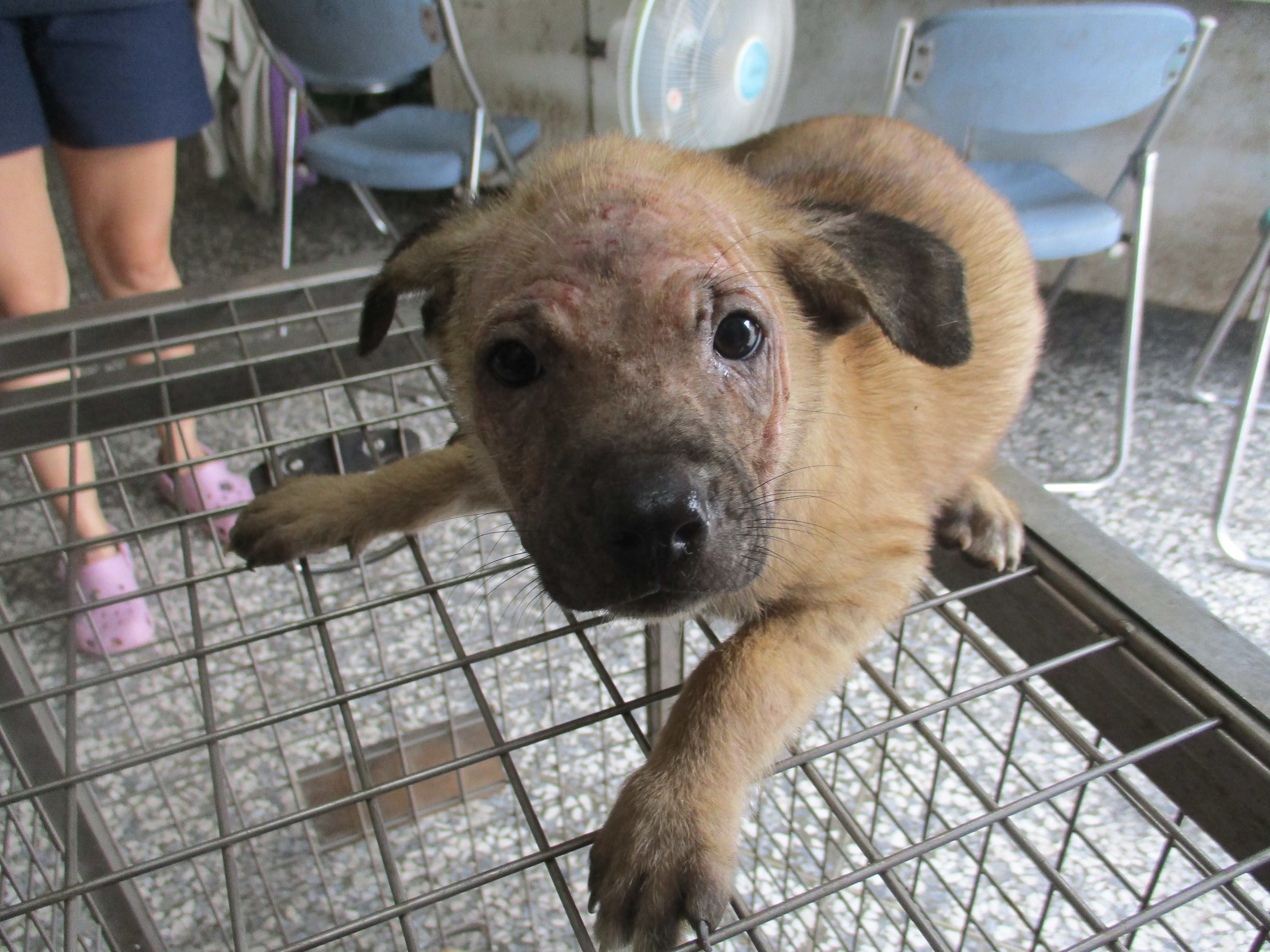 Photo of No. LAAAG1141020R1-1, Adult · Female · Medium · Mixed breed