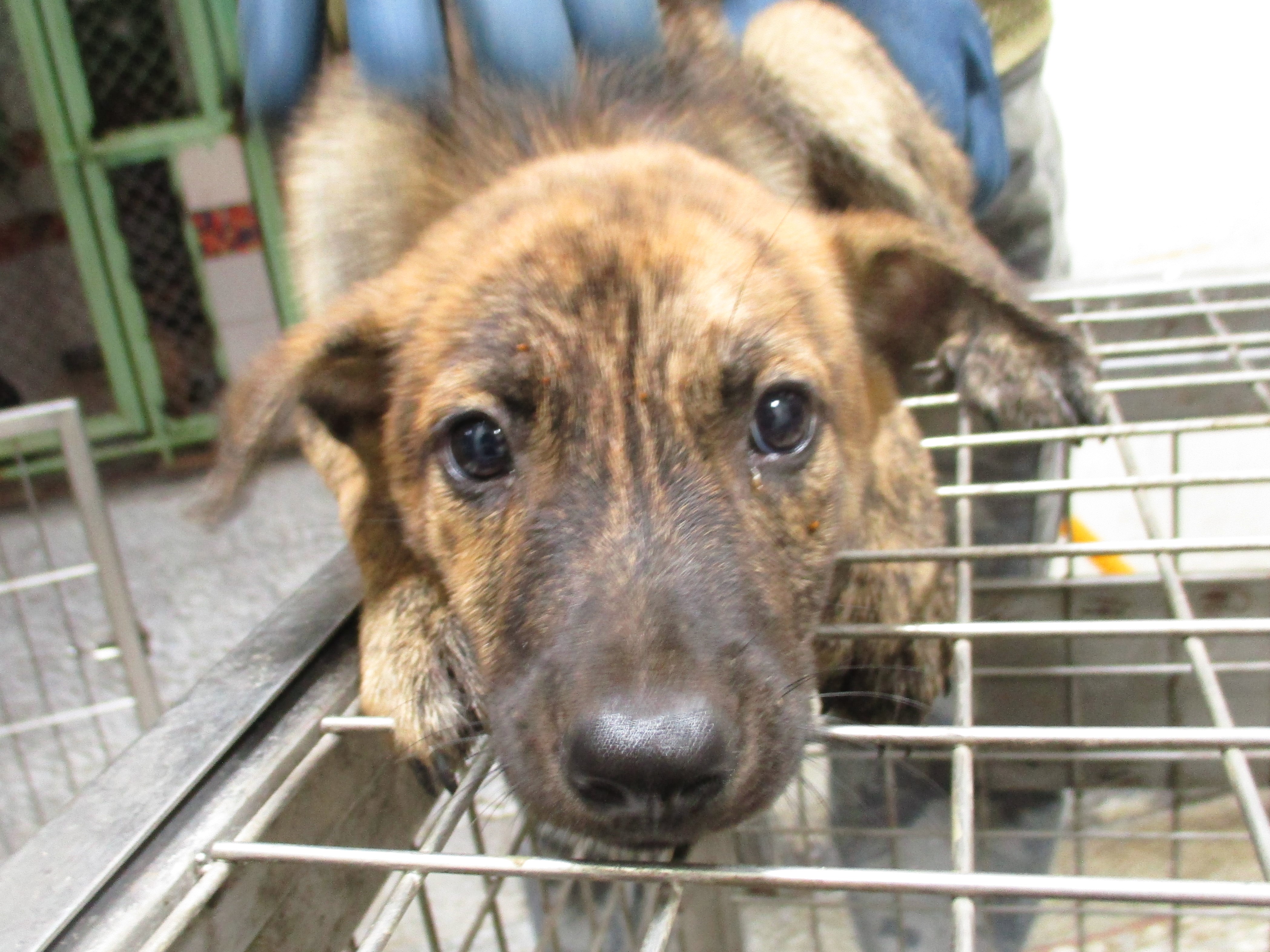 Tabby adult female mixed-breed dog, Medium, shelter no. …0Q14