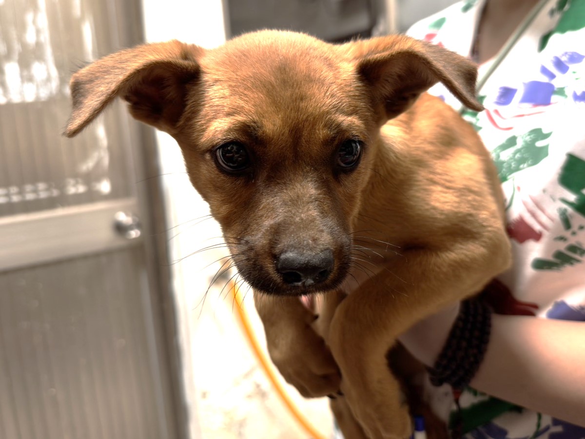 Photo of No. LAAAG1150115Q13-1, Adult · Female · Medium · Mixed breed