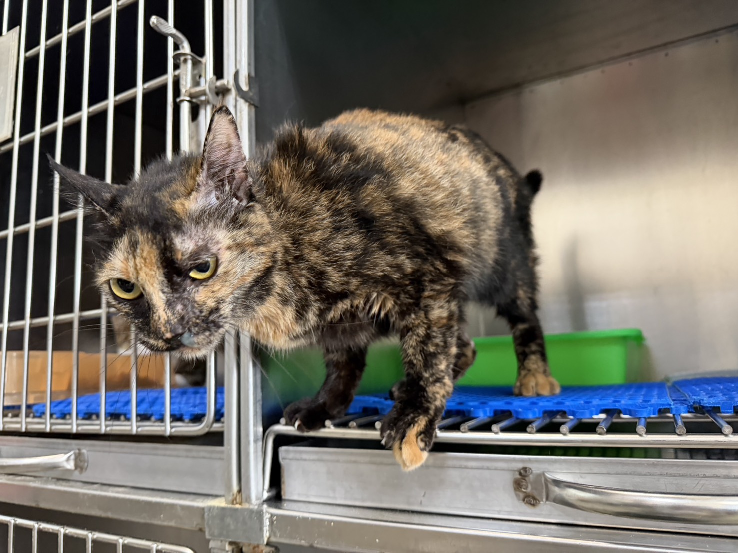 Photo of No. CAAAG1150907005, Adult · Female · Large · Mixed breed