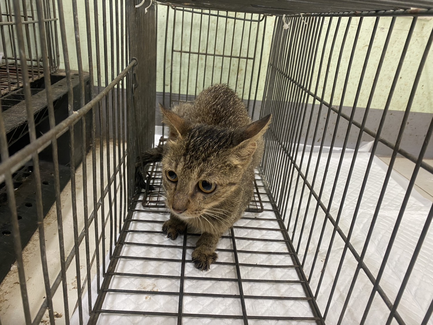 Adult female mixed-breed cat, Small, shelter no. …5C02