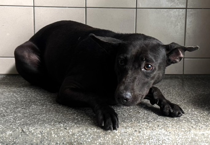 Photo of No. LAABG115082705, Adult · Female · Large · Mixed breed
