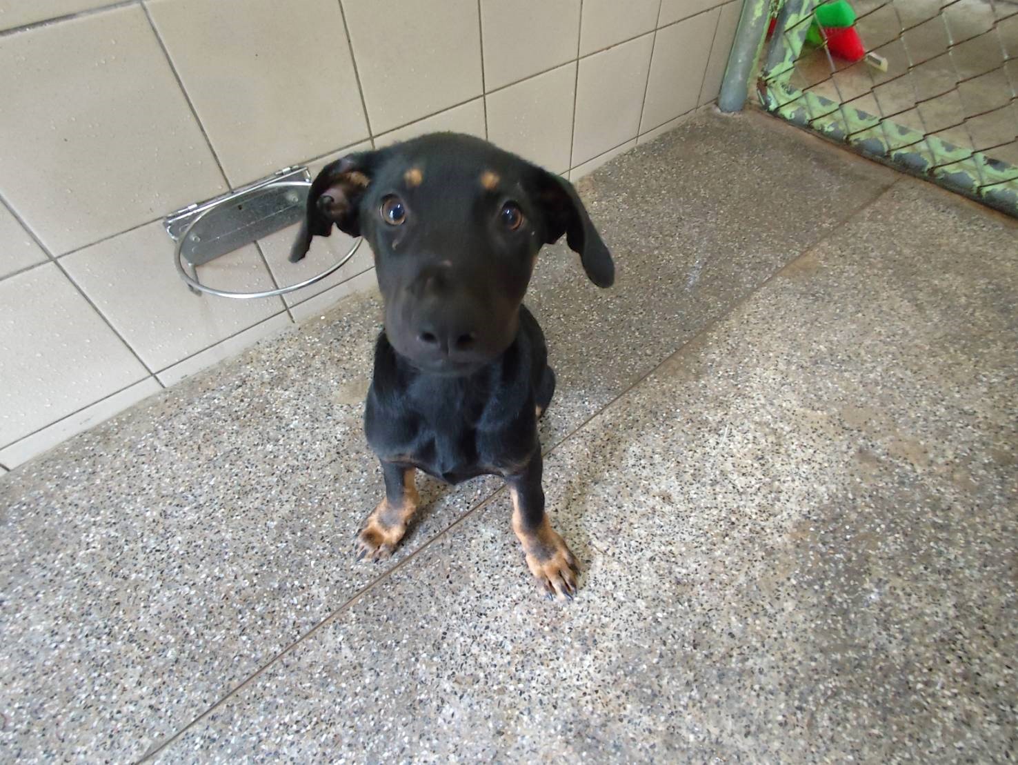 Photo of No. LAABG115082601, Young · Male · Small · Mixed breed