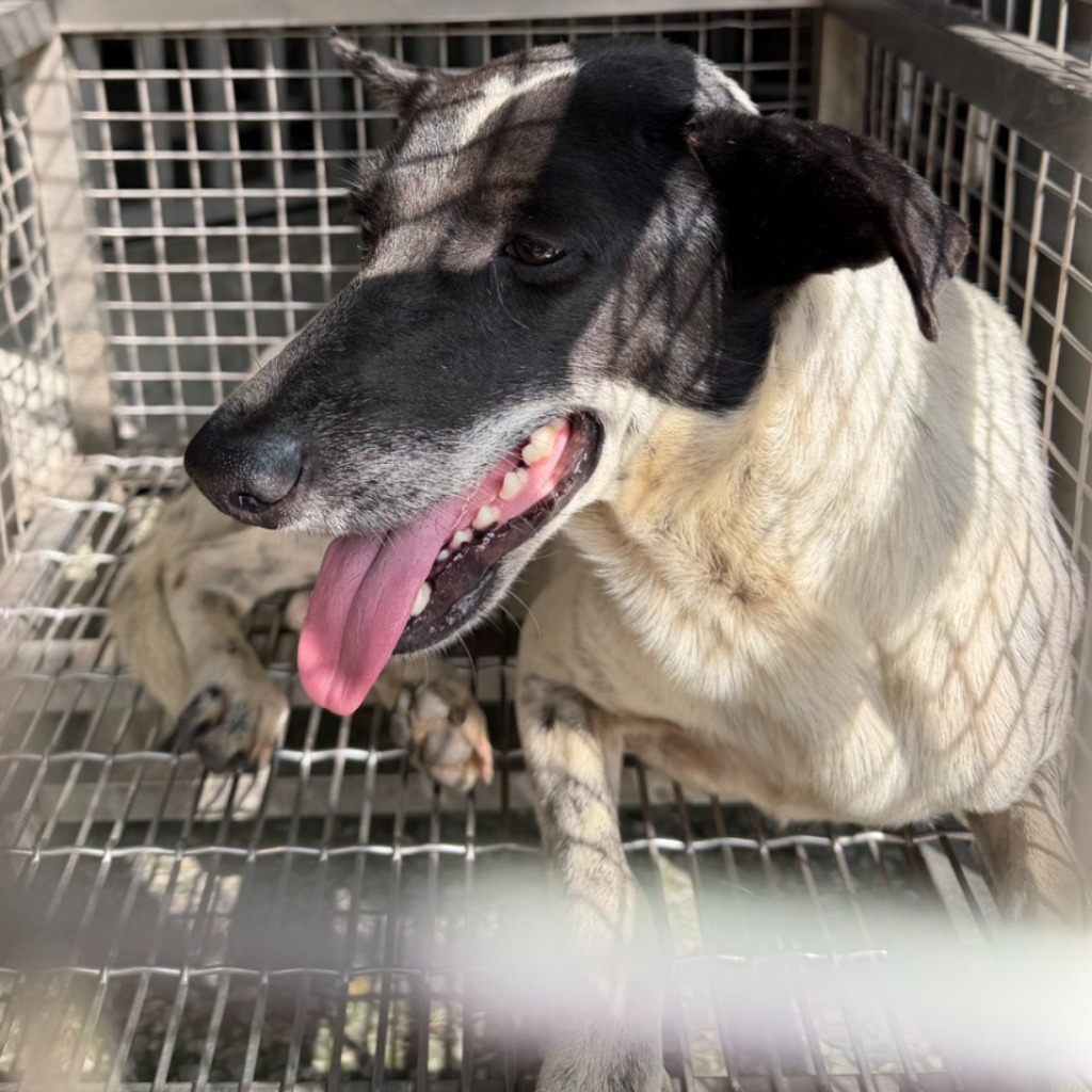 Photo of No. S150907-01, Adult · Female · Medium · Mixed breed