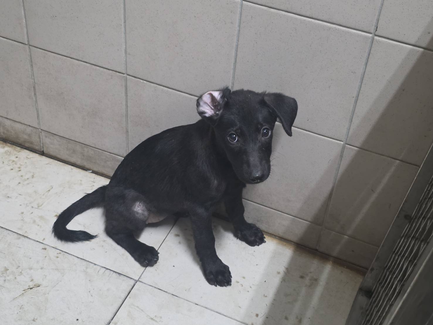 Photo of No. LAABG115062925, Young · Female · Small · Mixed breed