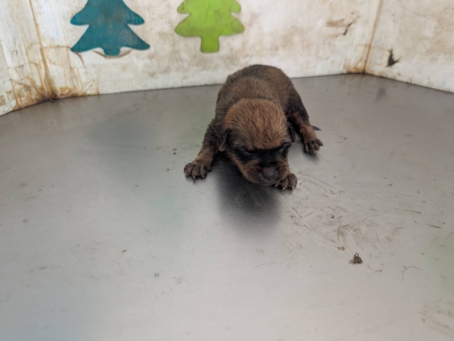 Photo of No. LAABG115061517, Young · Female · Small · Mixed breed