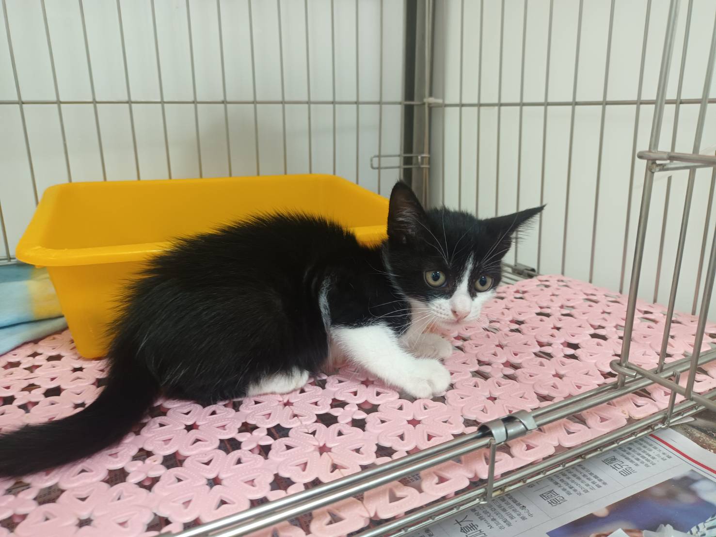 Photo of No. AAADG2026090801, Young · Female · Small · Mixed breed