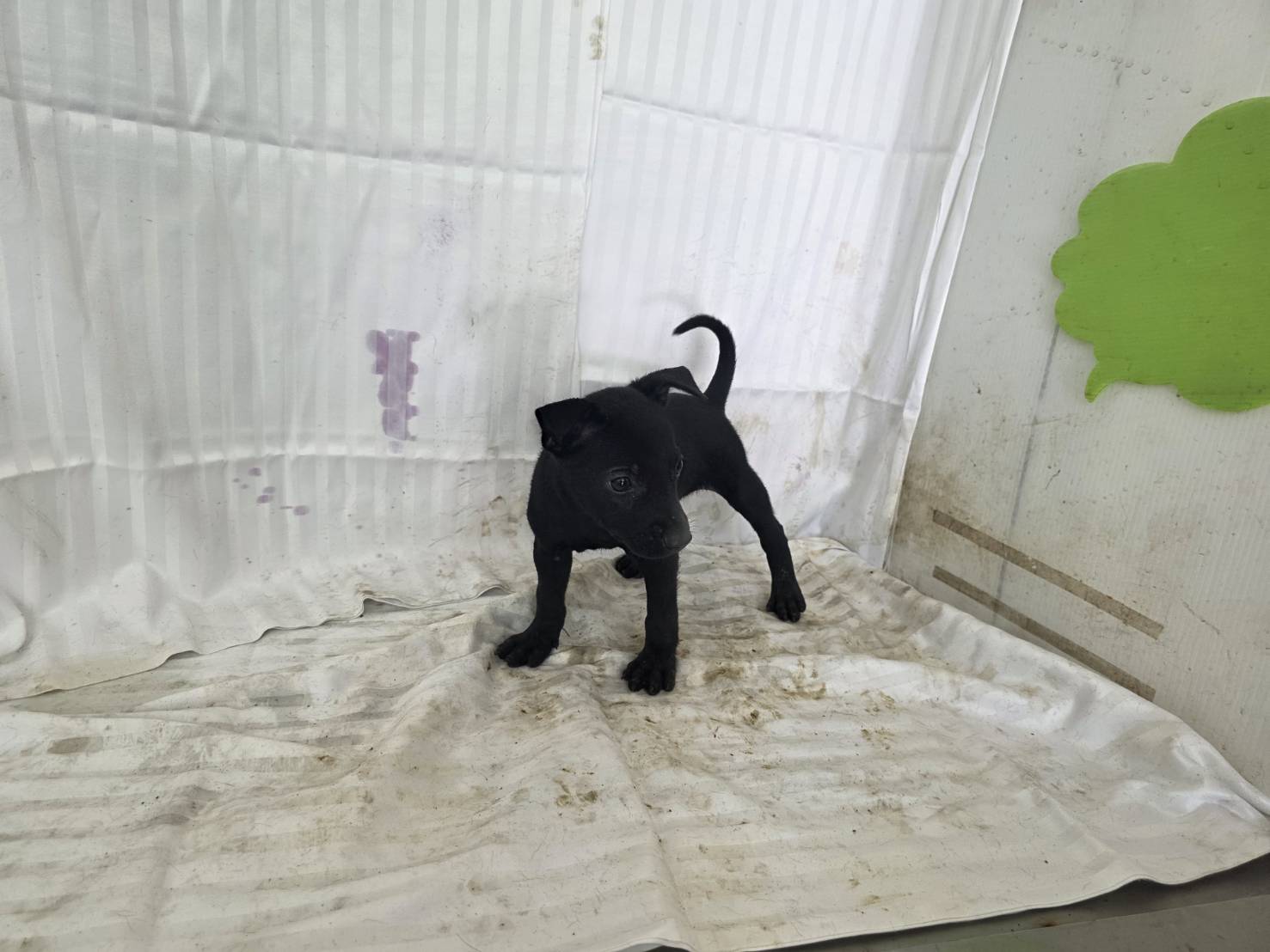 Photo of No. LAABG115070219, Young · Female · Small · Mixed breed