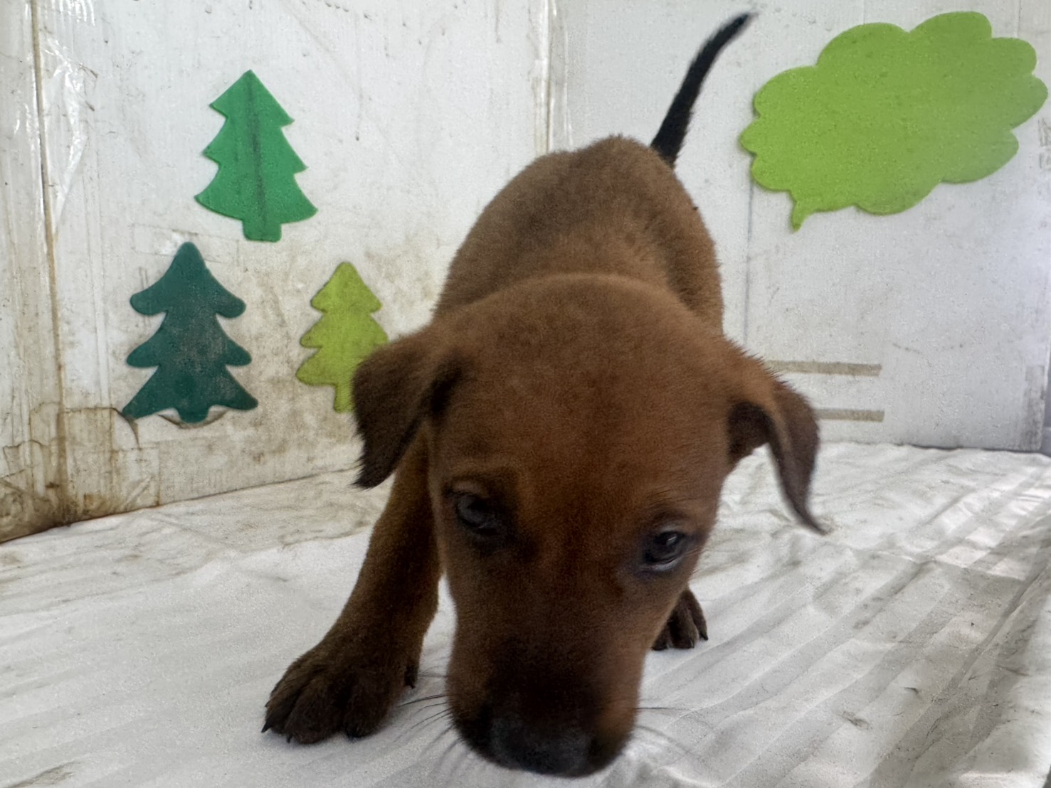 Photo of No. LAABG115081603, Young · Female · Small · Mixed breed