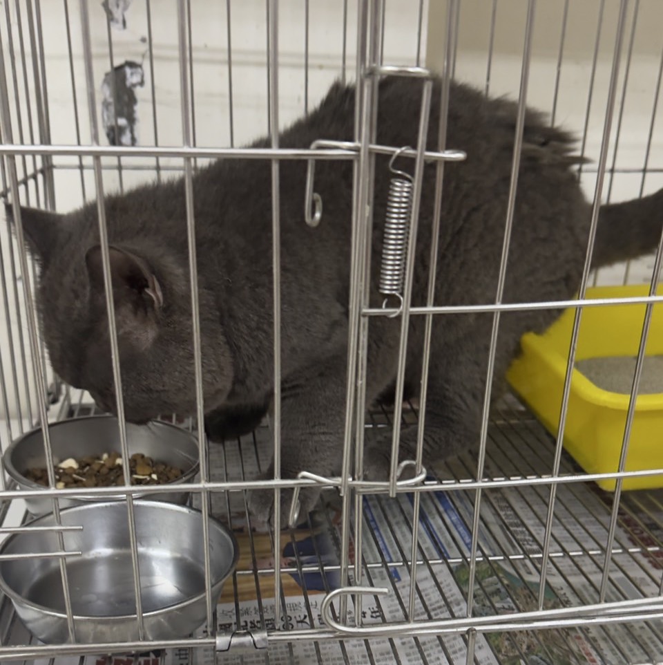 Photo of No. AAACG1150908001, Adult · Male · Large · British Shorthair