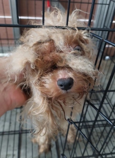 Photo of No. AAAHG1150908003, Adult · Male · Small · Maltese