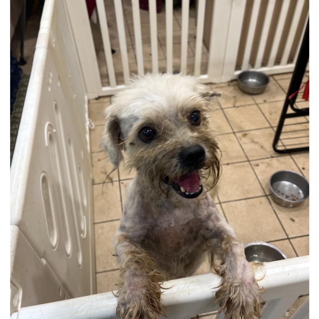 White adult male mixed-breed dog, Small, shelter no. …8005