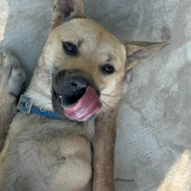 Photo of No. W150908-10, Adult · Male · Medium · Mixed breed
