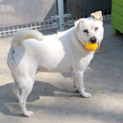 Photo of No. W150908-11, Adult · Male · Medium · Mixed breed