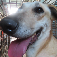 Photo of No. W150908-16, Adult · Female · Medium · Mixed breed