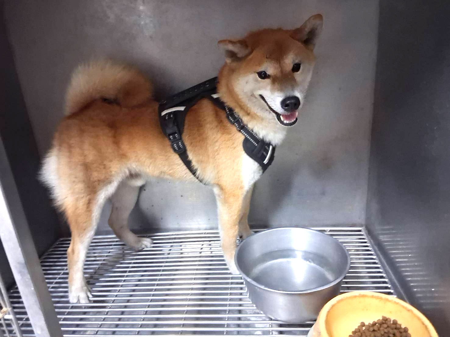 Photo of No. LAAAG1150908W5, Adult · Male · Medium · Shiba Inu