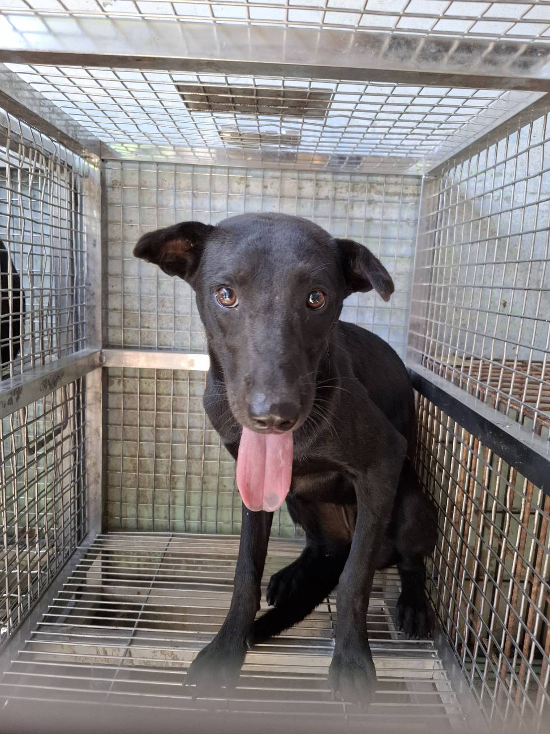 Photo of No. S150909-02, Adult · Female · Medium · Mixed breed