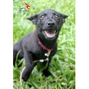 Black young female mixed-breed dog, Medium, shelter no. …6018