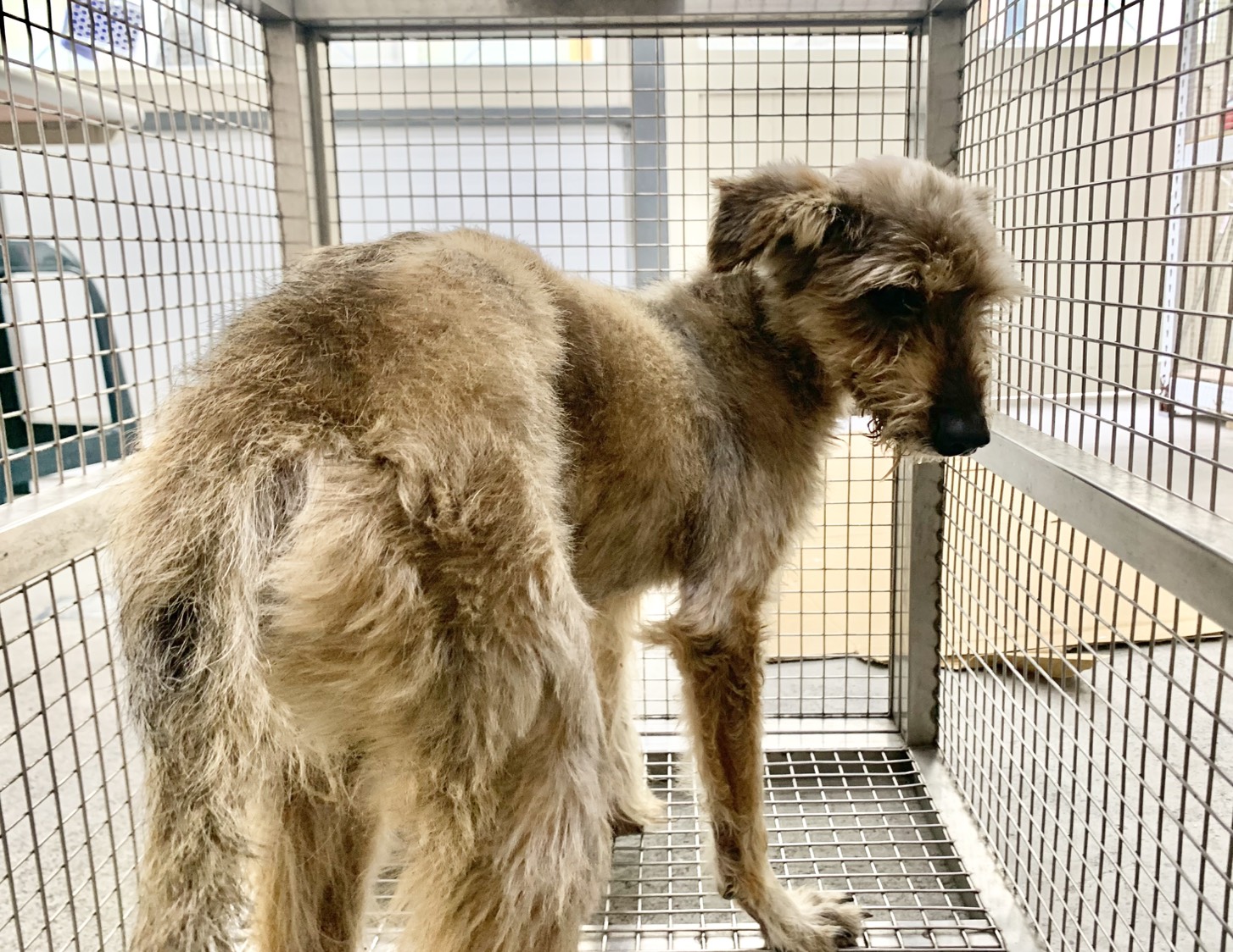 Brown adult male mixed-breed dog, Medium, shelter no. …0902