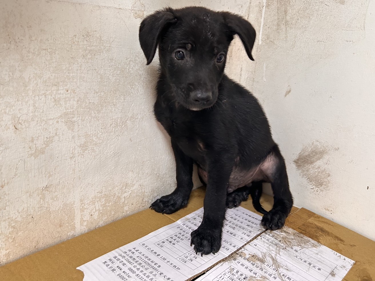 Black adult male mixed-breed dog, Small, shelter no. …13-1