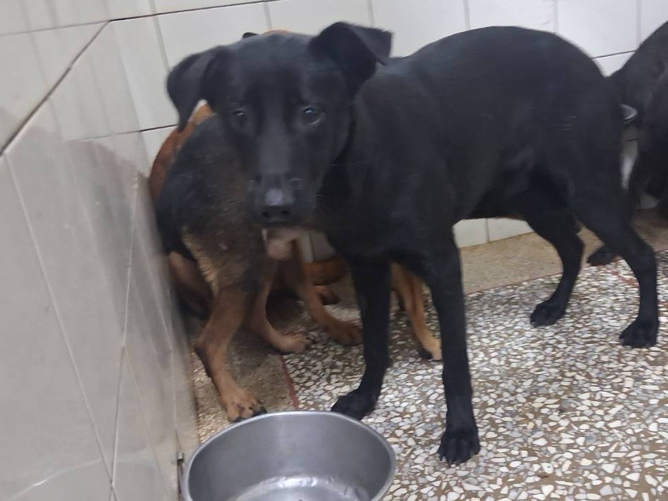 Black adult male mixed-breed dog, Large, shelter no. …4A24