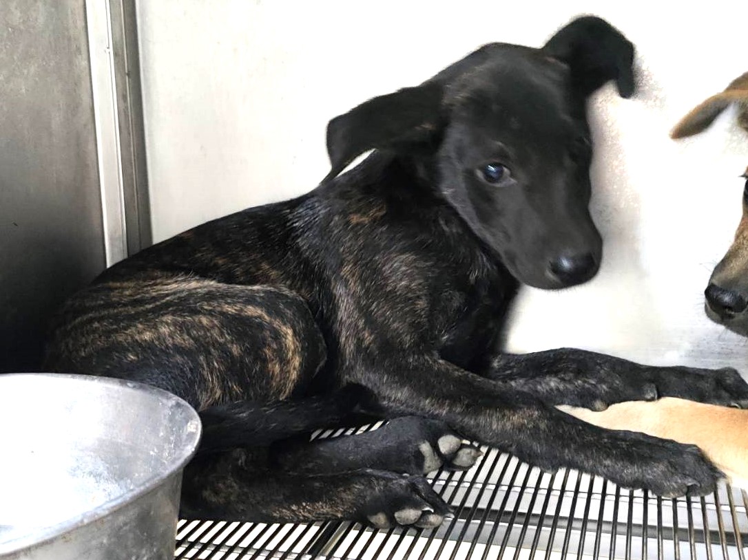 Photo of No. LAAAG1150129Q15-1, Adult · Male · Small · Mixed breed
