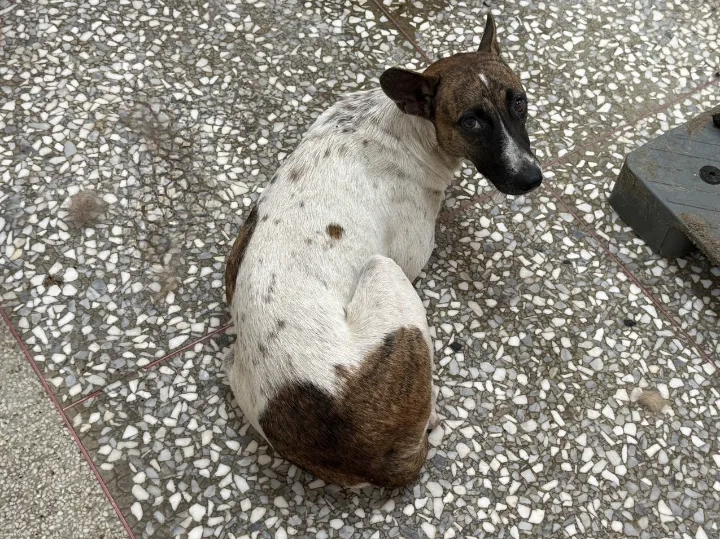 Photo of No. LAAAG1150630A12, Adult · Female · Large · Mixed breed